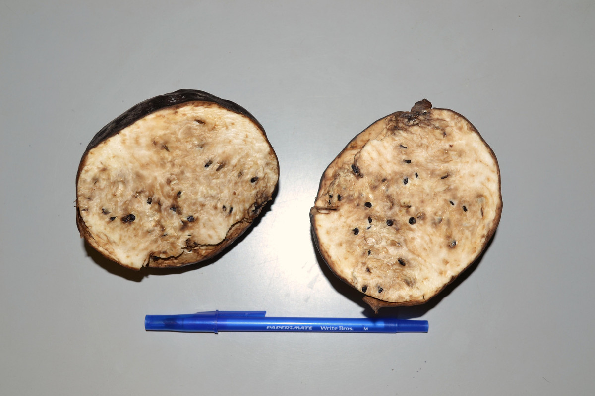Haiti fruit Nov 7 2015 DSC 0223 — Postimages
