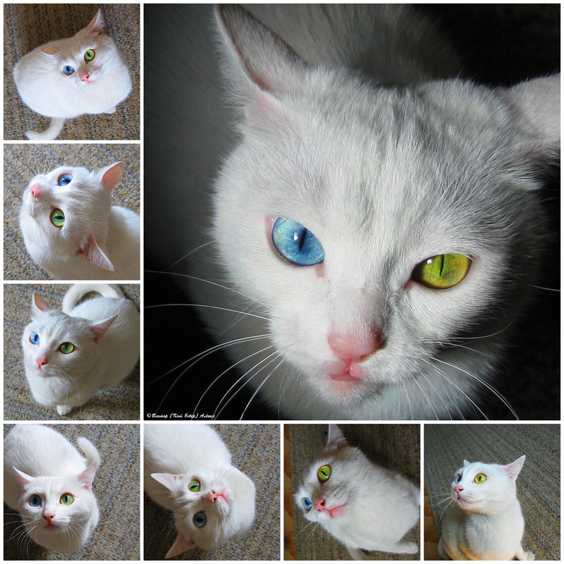 белоснежка3-1