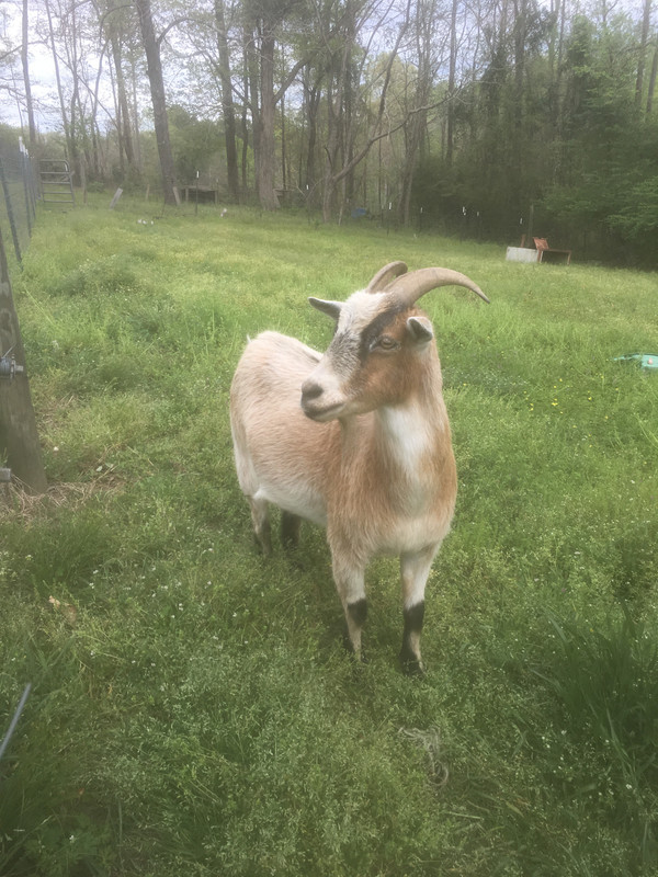 Free Goat Lee County Aldeer Com
