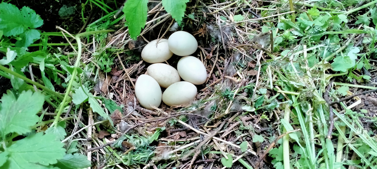 08.30 - IMG20210603144728 (VdL)