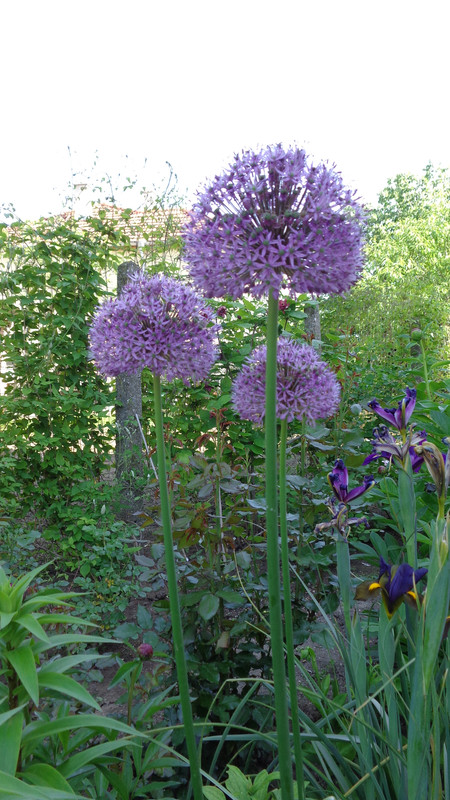 Декоративен лук - Алиум / Allium sp. - Page 26 - Форум HobbyKafe.com