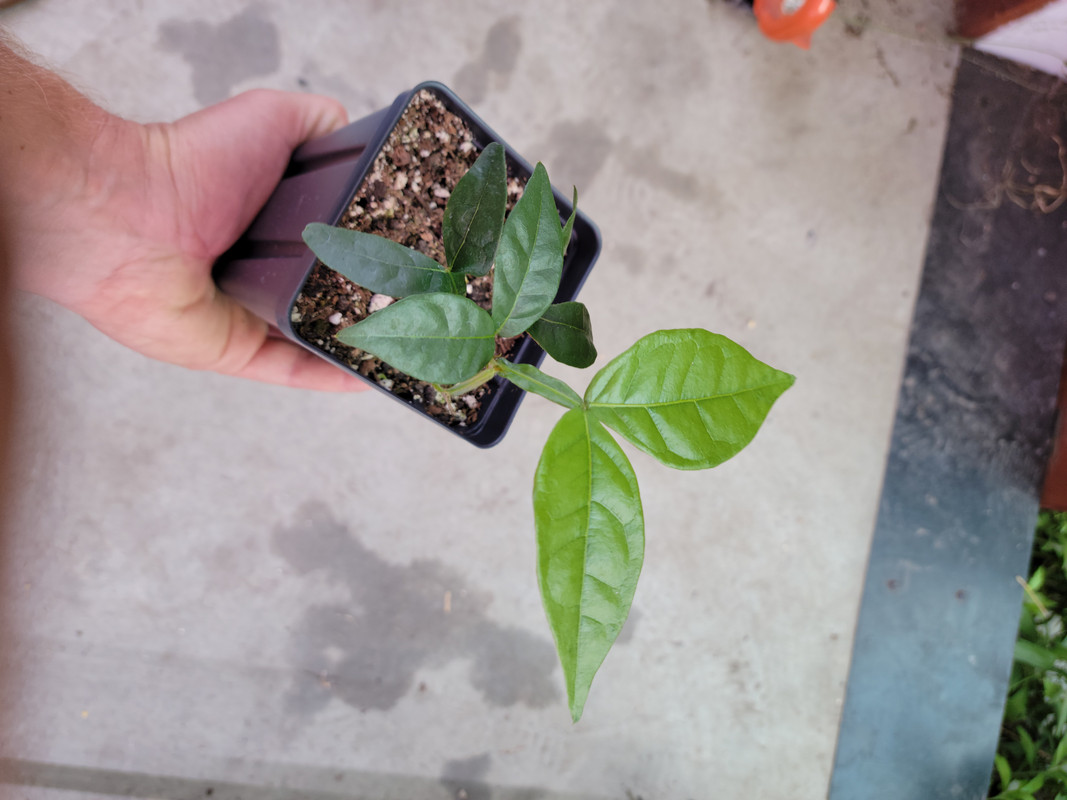 Inga sp. 'Santa Cruz'