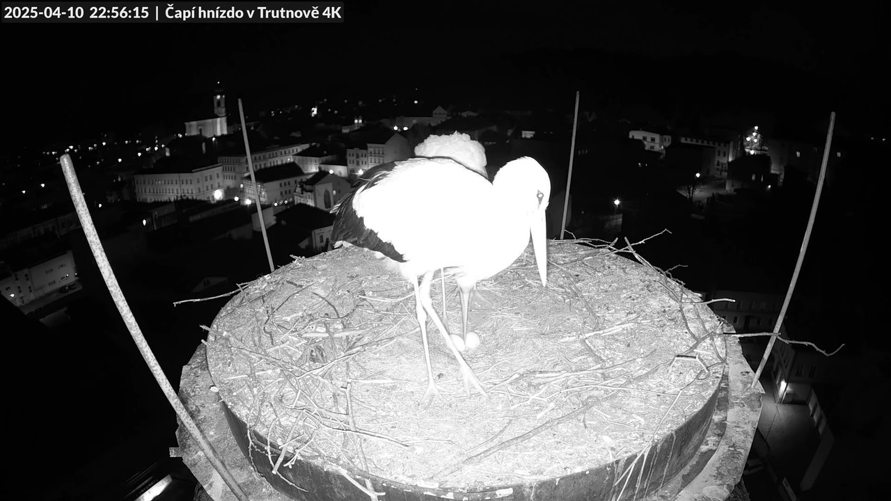 Tiešraidē no stārķa ligzdas uz alus darītavas skursteņa Trutnovā 13-20-31 screenshot