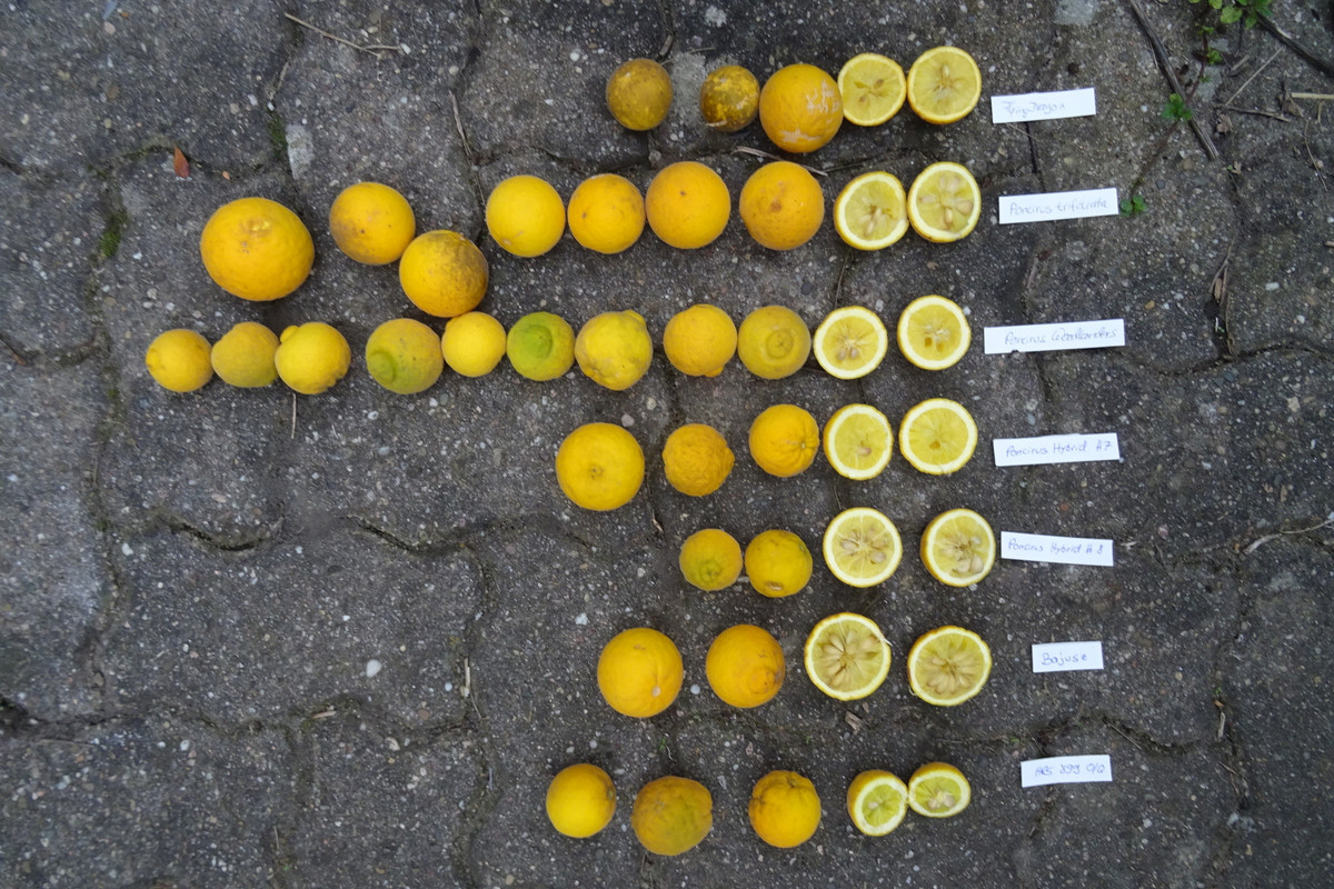 Fruchtvergleich aufgeschnittene Früchte (2)