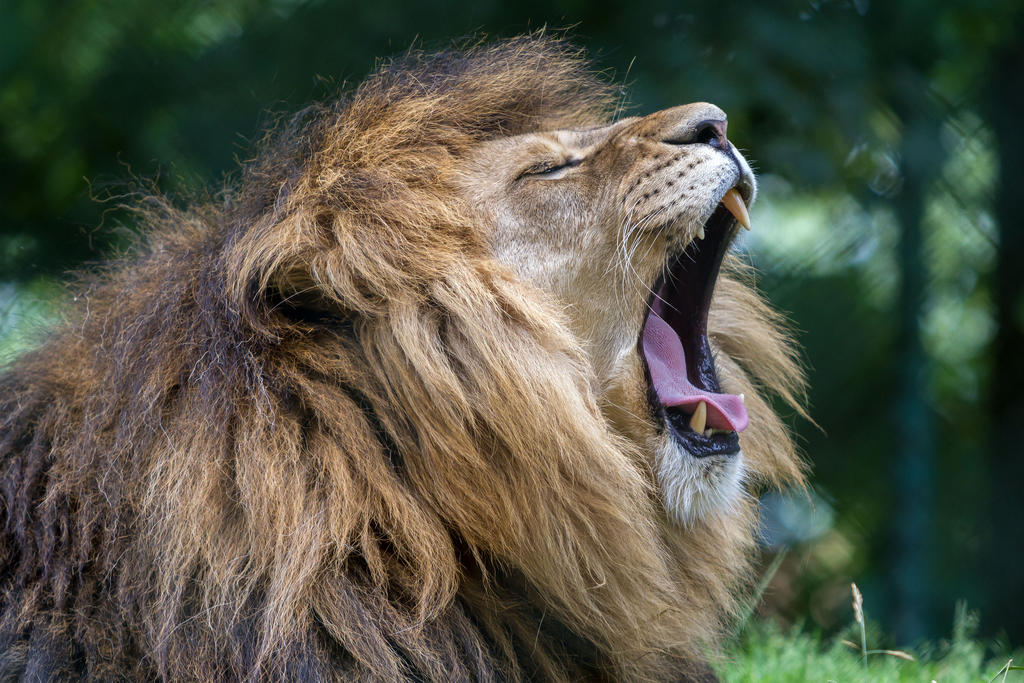 lion-by-fotostyle-schindler-da8irmz-fullview.jpg