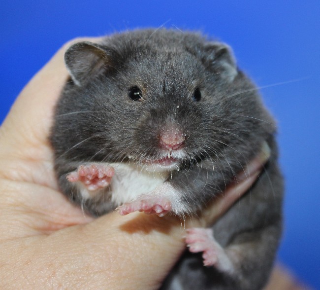 Авоська 21.04.22-01