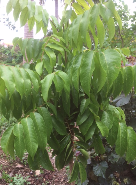 Capture d'écran 2018-01-10 20.40.28