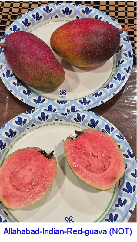 Allahaad India Red(Guava King) NOT pic404