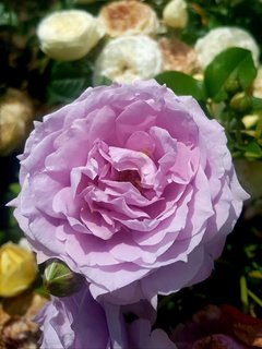 IMG_0388