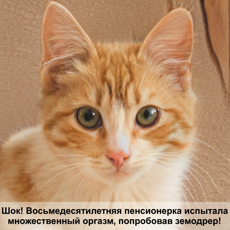 возраст кота на человеческий