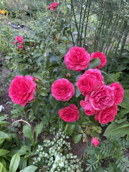 https://i.postimg.cc/Hs7YNH92/IMG-6436.jpg