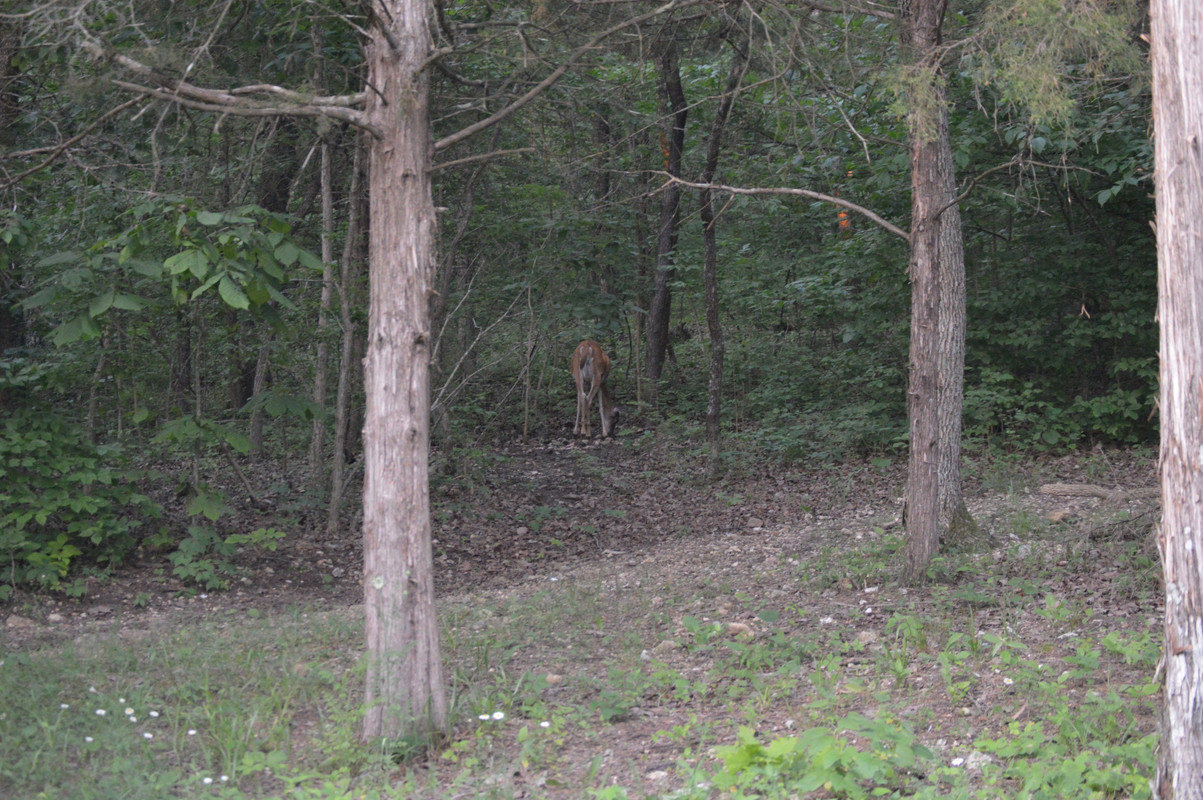 2021-6-17 Deer (1)