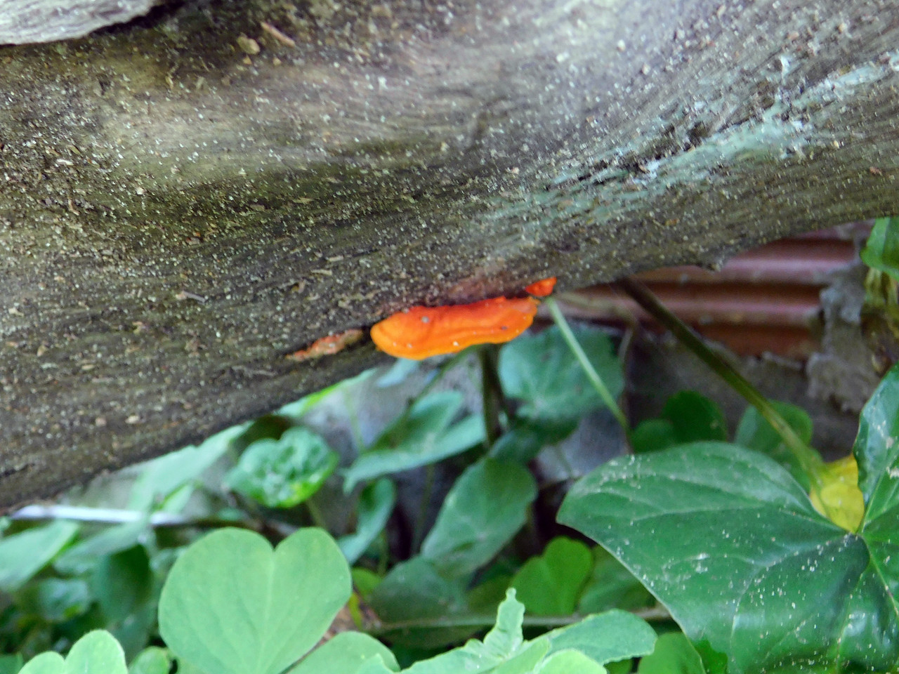 This week's "Fungi-Friday" was held at Our Lady of the Garden [Esp/Eng]