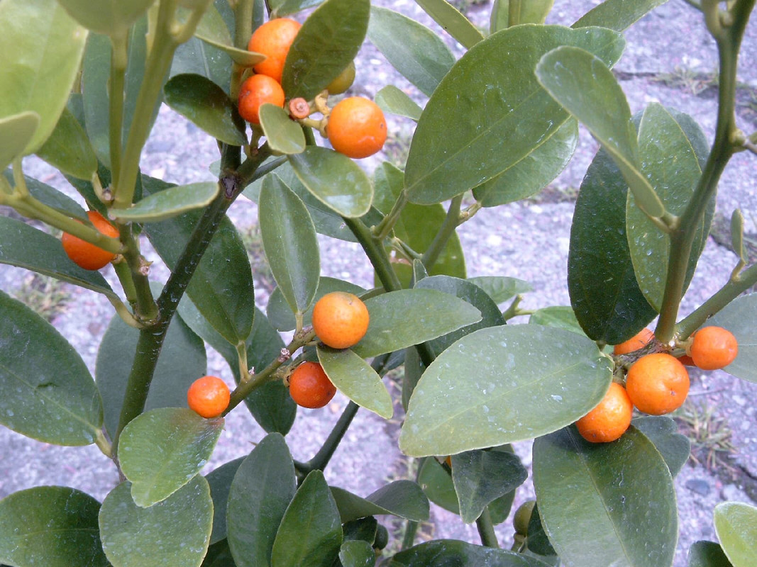 golden-bean-kumquat-tree.jpg