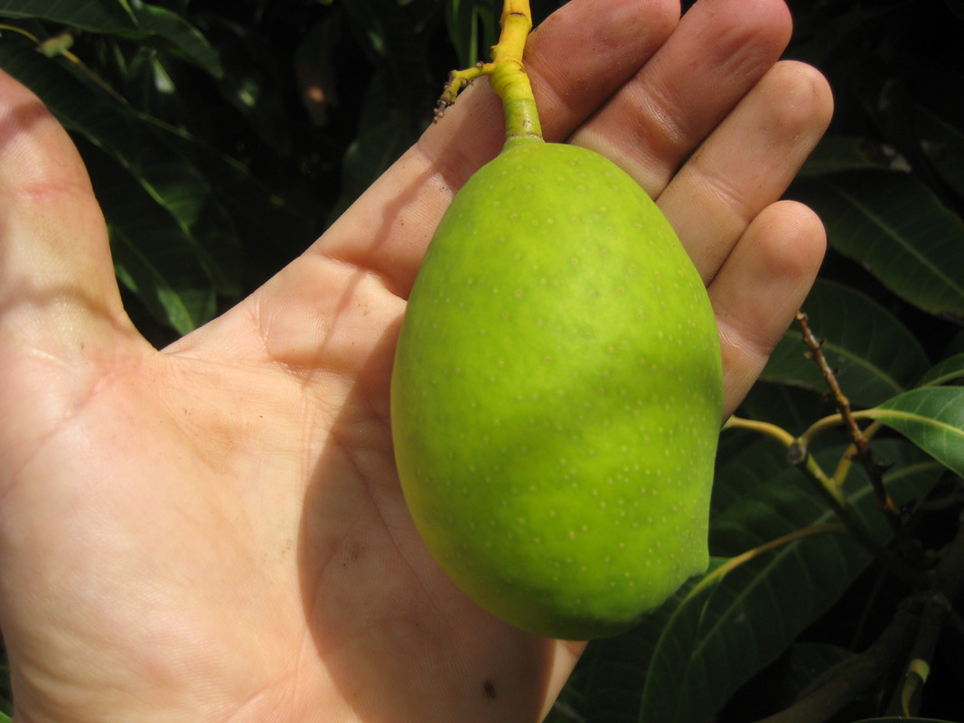 IMG_7274 Mangifera odorata