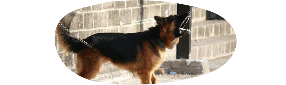 Hund fiept ohne Grund ständig und ist unruhig: Ursachen und Lösungen für einen fiependen Hund