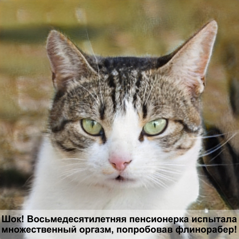 как выглядит персидская кошка