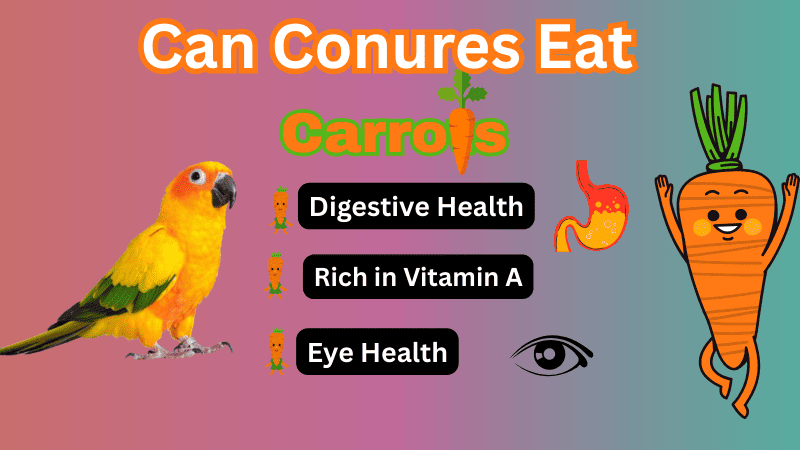 Can Conures Eat Carrots Can Conures Eat Carrots