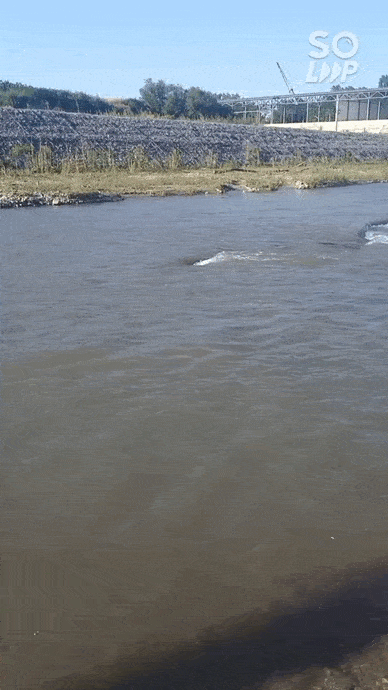 Soloop-20210814103648.gif