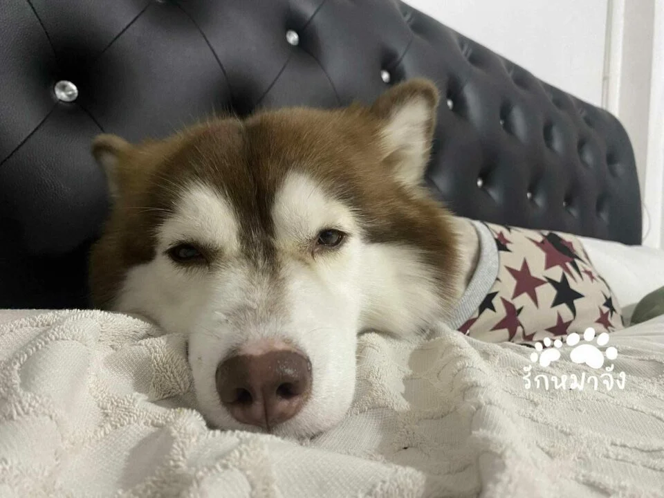 447859043-862664292568968-1327281883088715285-n