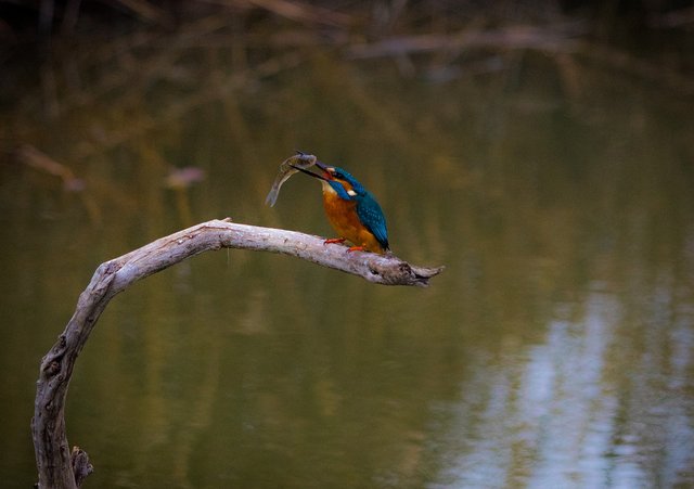 bird-3113798-960-720