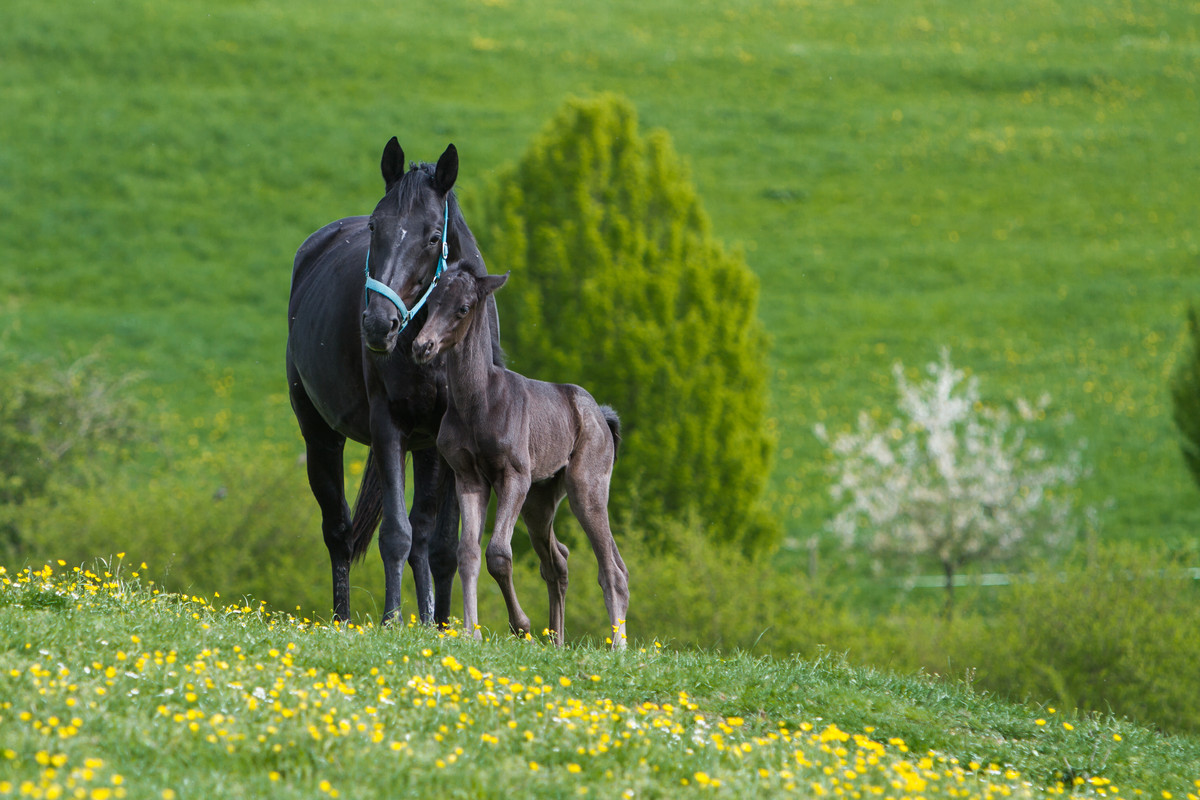 wb-black-foal-and-broodmare-stock-by-luda-stock-d8s8zin.jpg