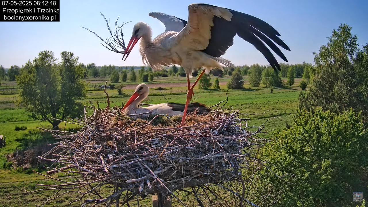 07052025bociany8