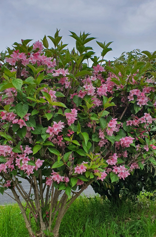 [Image: 20240425-134525.jpg]