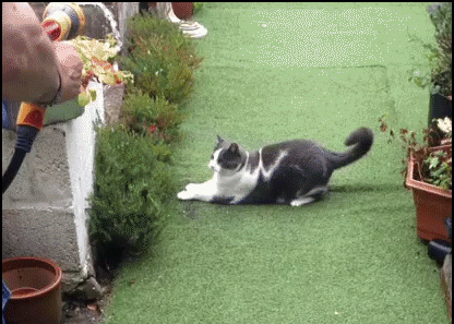 Funny-Cat-GIF-Playful-cat-tries-to-catch-water-from-the-garden-hose-Epic-fail-ok-cats.gif
