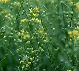 Camelina-sativa