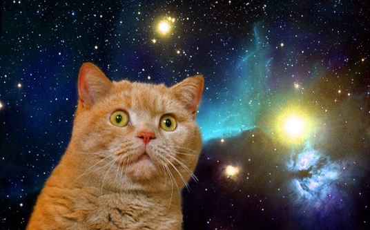 CrazyCat.jpg