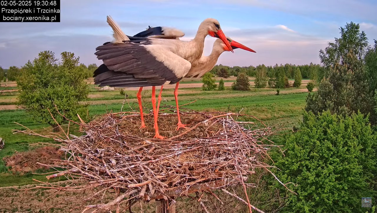 02052025bociany27