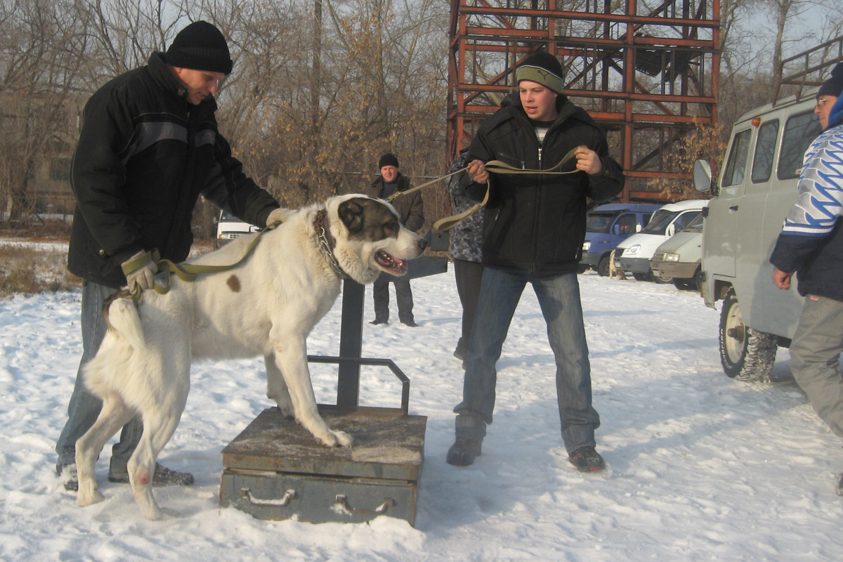 2009.11.21 Вес БАТЫЙ 66кг 3г5м (3)