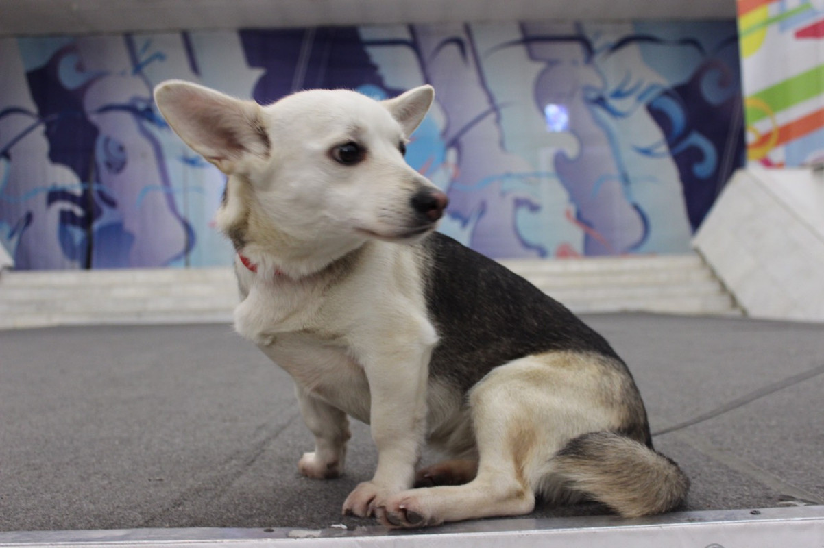 Буся на акции3