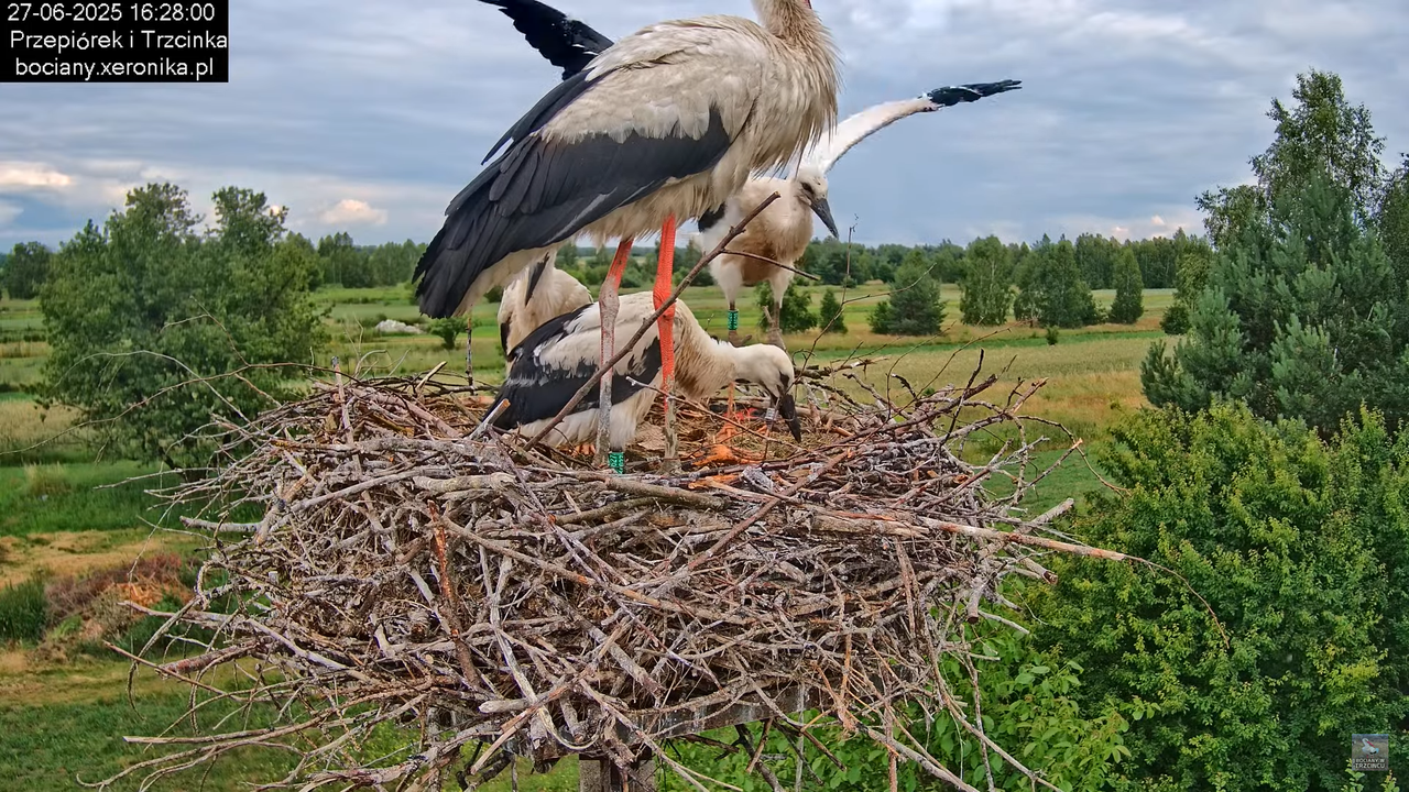 27062025bociany36