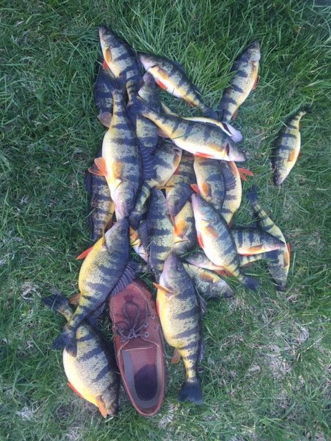 Perch 1