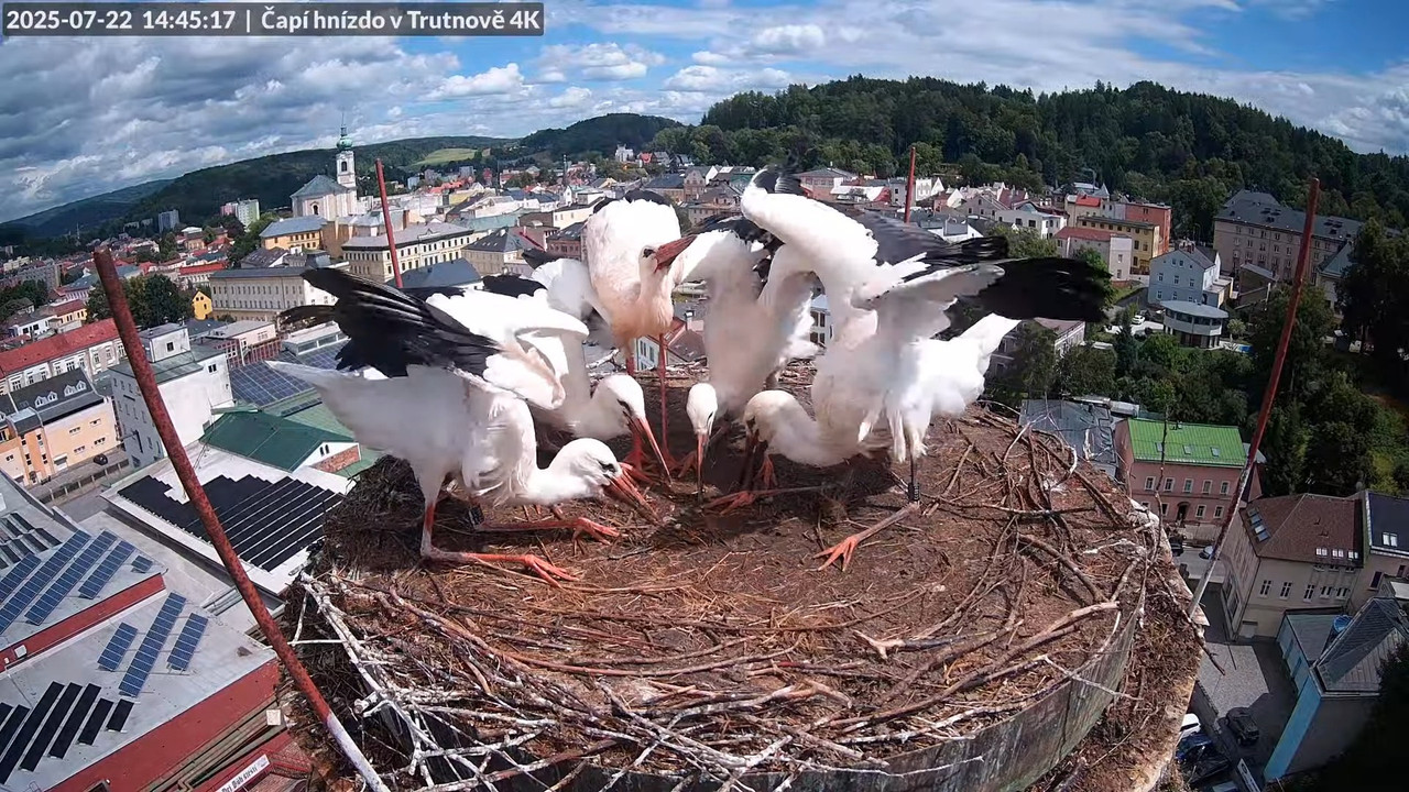 Tiešraide no stārķa ligzdas uz alus darītavas skursteņa Trutnovā 12-38-41 screenshot