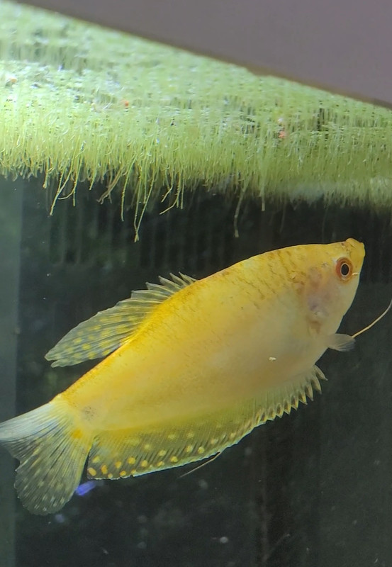 Screenshot_20240701_204114_Gallery