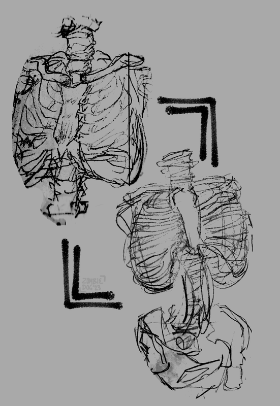 Trad-Rib-cage-Studies.png