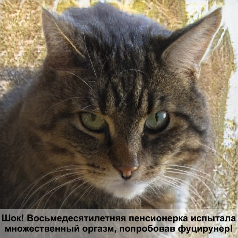 серая кошка с желтыми глазами порода