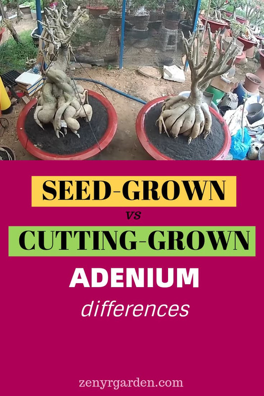 seed-grown-vs-cutting-grown-adenium-differences-pin.jpg