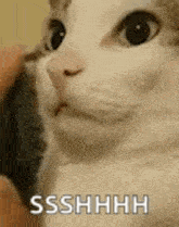 shh-cats.gif