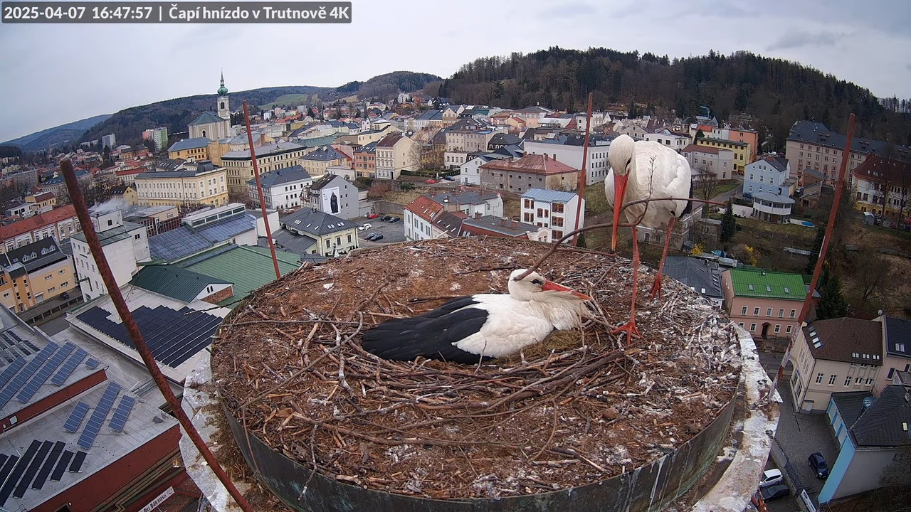 Živě z čapího hnízda na pivovarském komíně v Trutnově 14-36-37 screenshot