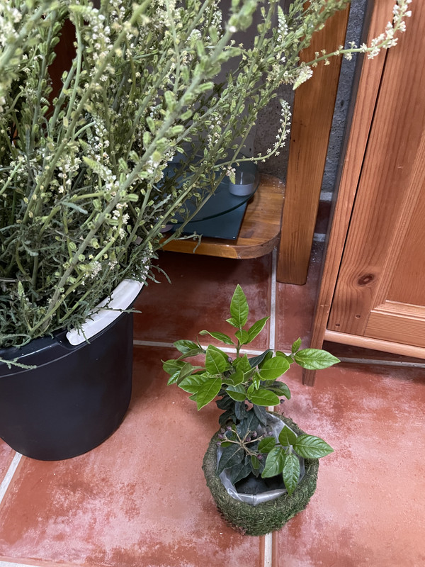 F8411ADC-EAD6-4CD1-ABBA-785A216FC582