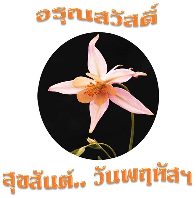 อรุณสวัสดิ์ วันพฤหัสฯ 9