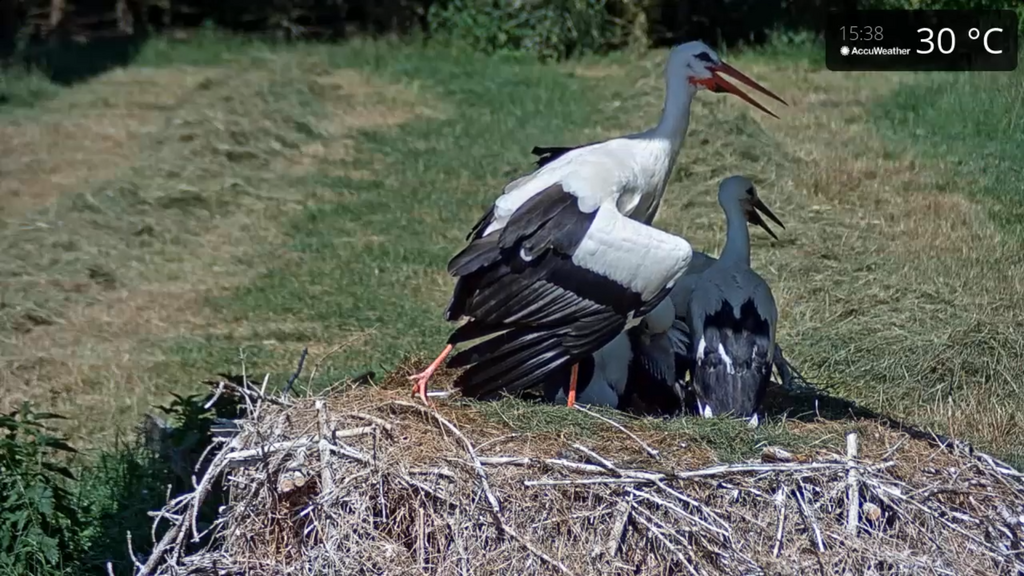 2019-06-25 15_40_01-Greenshot