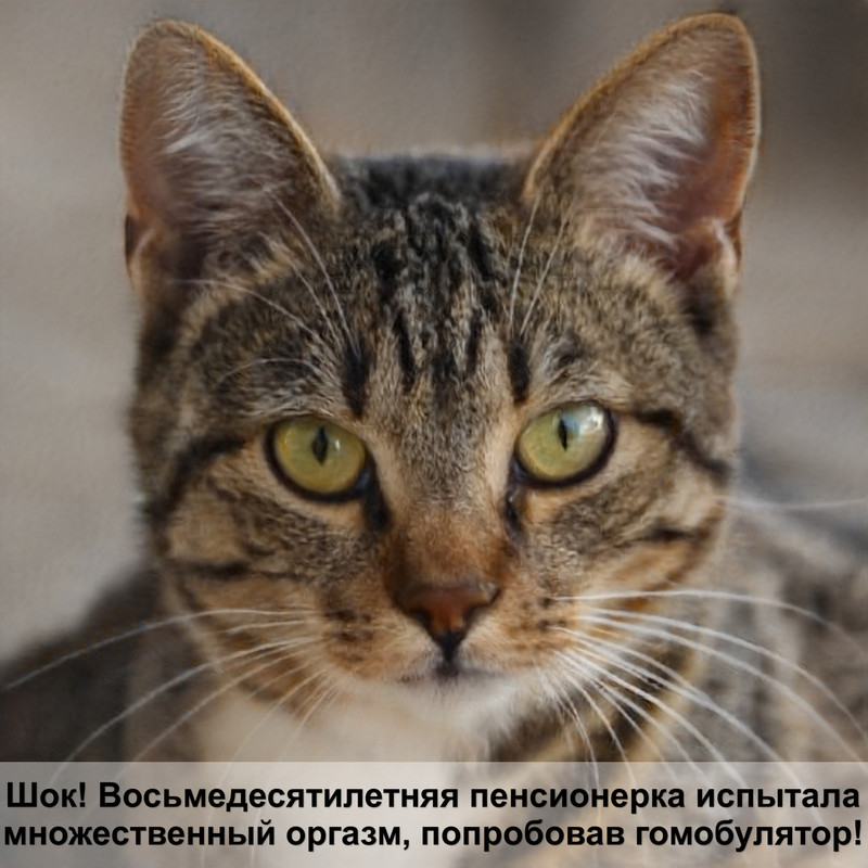 окрас кошек обычных