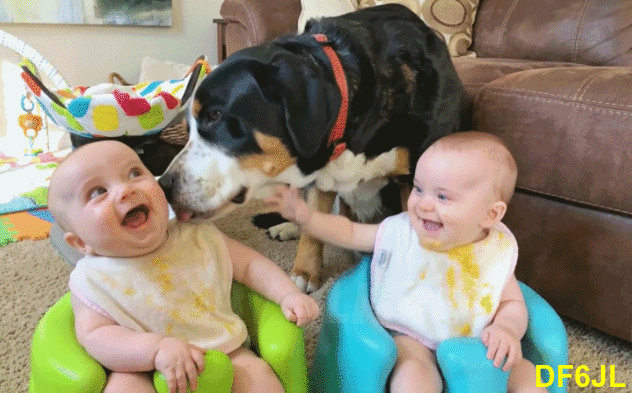 Babies-Hund-02