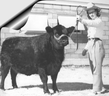 ltwebdorothyfergusonwithheiferwyostateanguasale