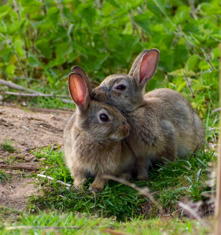 brown-rabbits-hugging.jpg